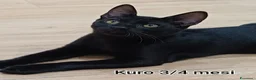 Altre razze gatti in regalo: ADOTTA UN GATTINO a Provincia di Reggio Emilia - Annuncio 1