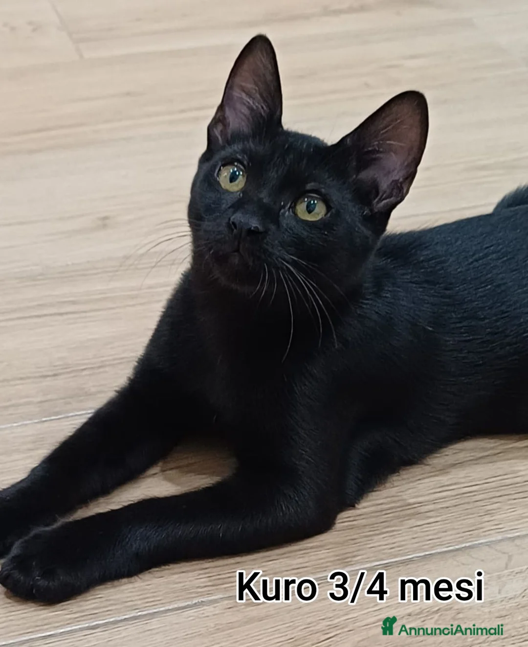 Altre razze gatti in regalo: ADOTTA UN GATTINO a Provincia di Reggio Emilia - Annuncio 1