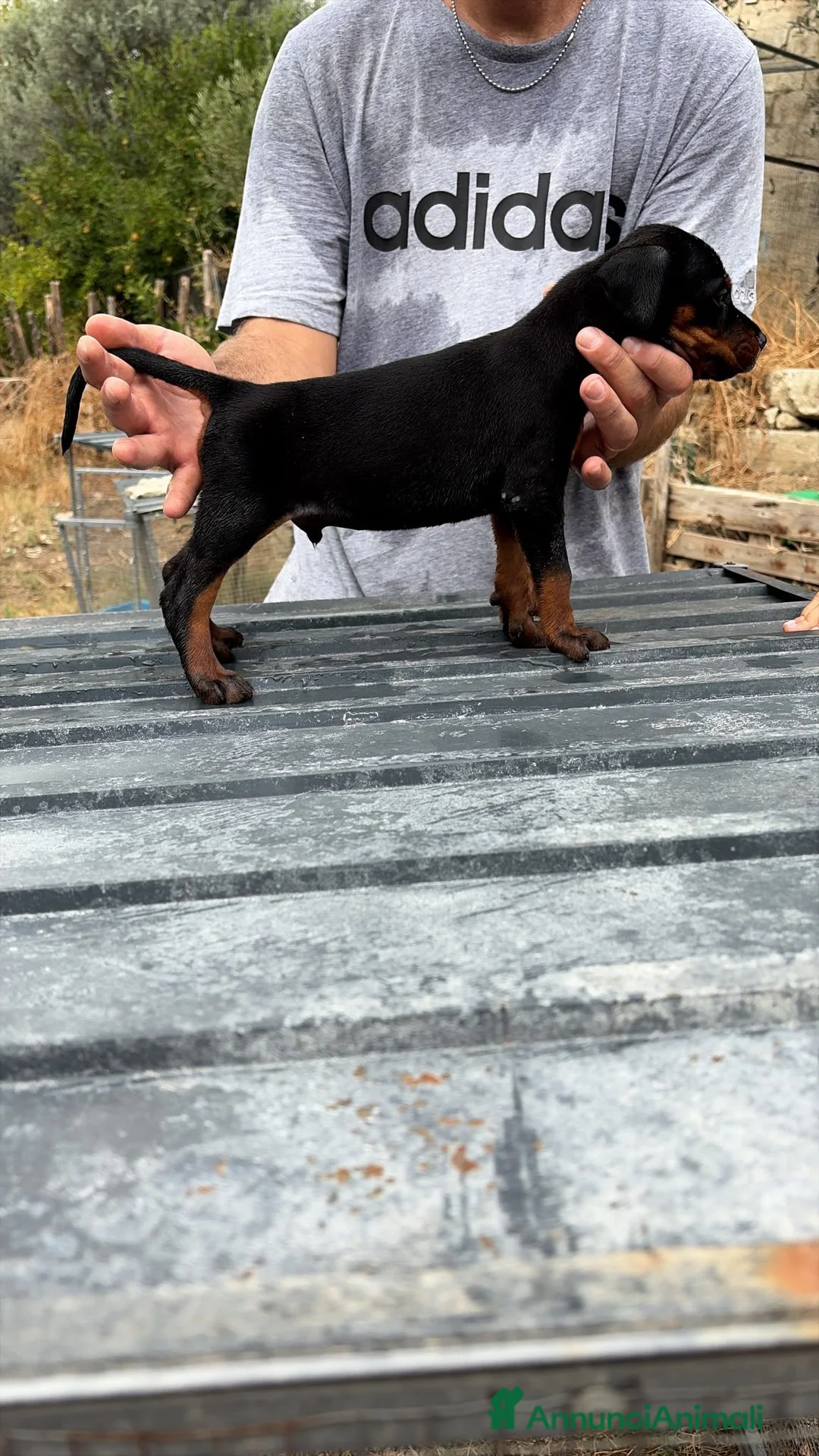 Dobermann cani in vendita: Dobermann cuccioli  a Città metropolitana di Reggio Calabria - Annuncio 5