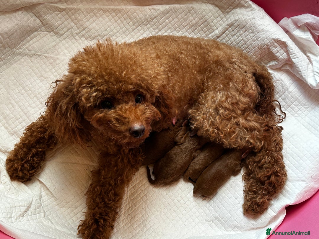 Barboncino Toy cani in vendita: cuccioli maschietti futuri toy piccoli - Annuncio 2