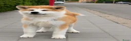 Akita Inu cani in vendita: Cuccioli Akita Inu – disponibili ancora 3 cuccioli - Annuncio 2