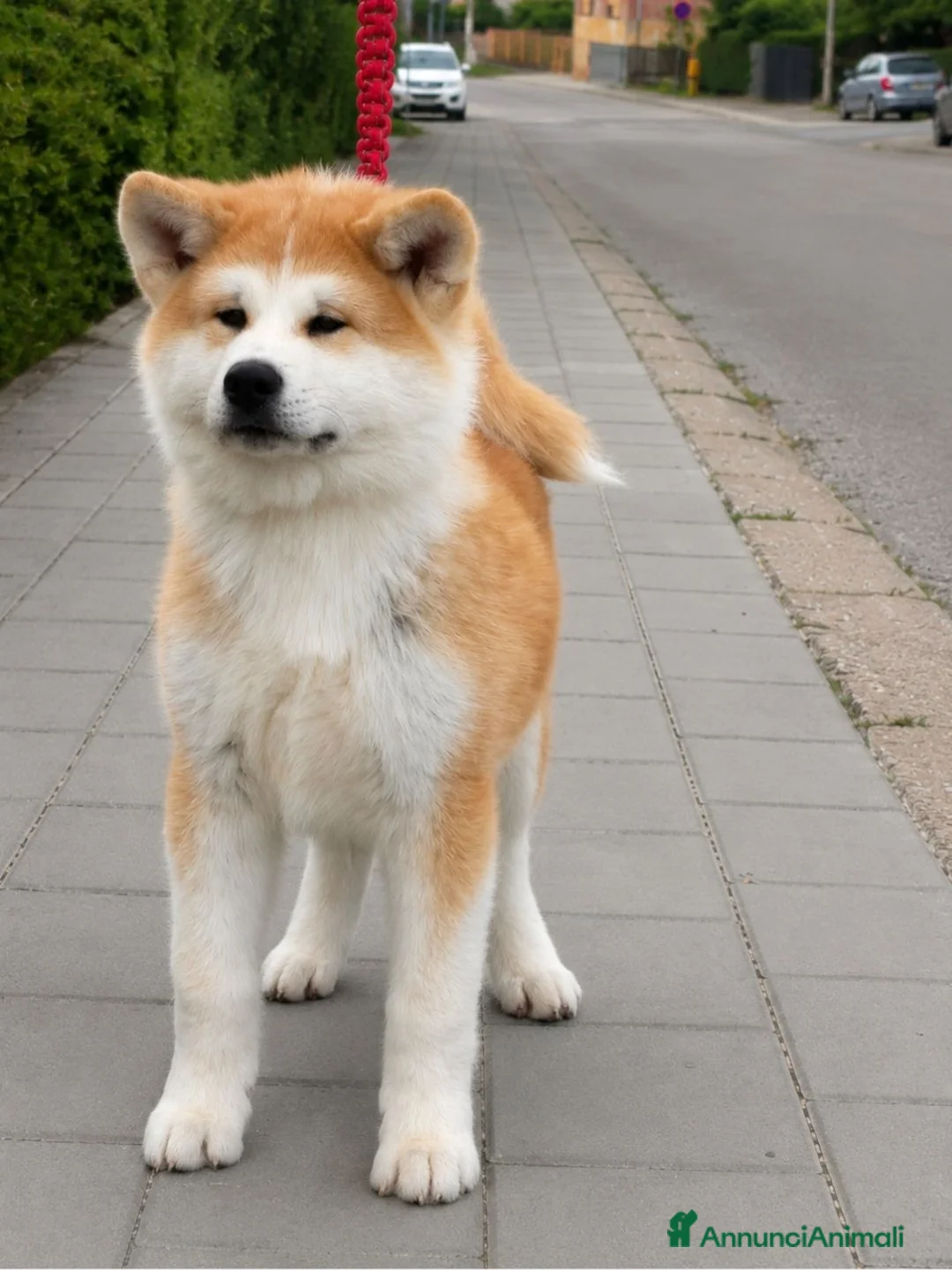 Akita Inu cani in vendita: Cuccioli Akita Inu – disponibili ancora 3 cuccioli - Annuncio 2