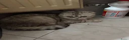 Scottish gatti in vendita: Gattino in vendita - Annuncio 2