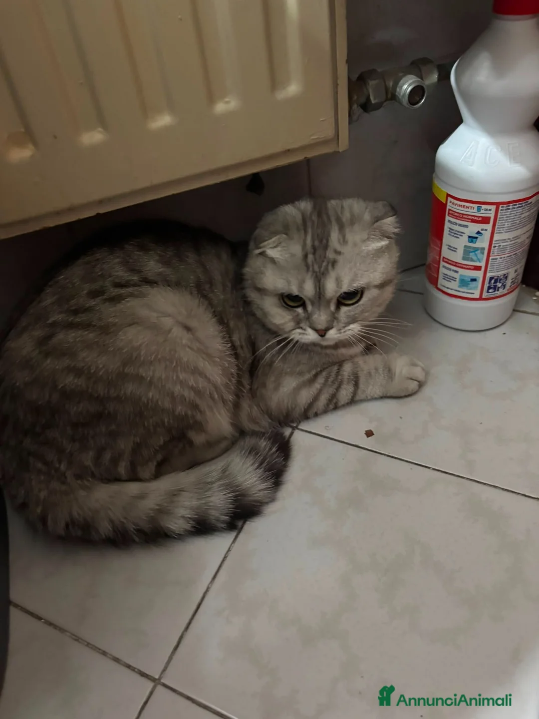 Scottish gatti in vendita: Gattino in vendita - Annuncio 2