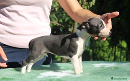 Whippet cani in vendita: Whippet  a Province of Como - Immagine 2