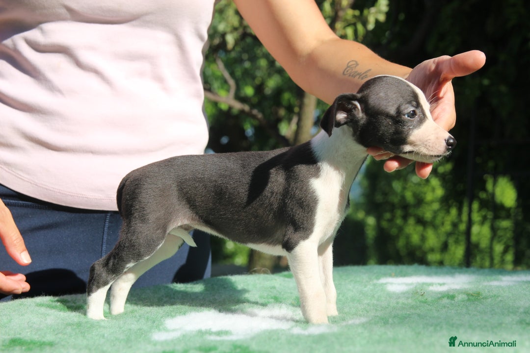 Whippet cani in vendita: Whippet  a Province of Como - Immagine 2