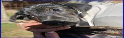 Meticcio cani in regalo: TIZZO, DOLCE CUCCIOLO 4 MESI - Annuncio 9