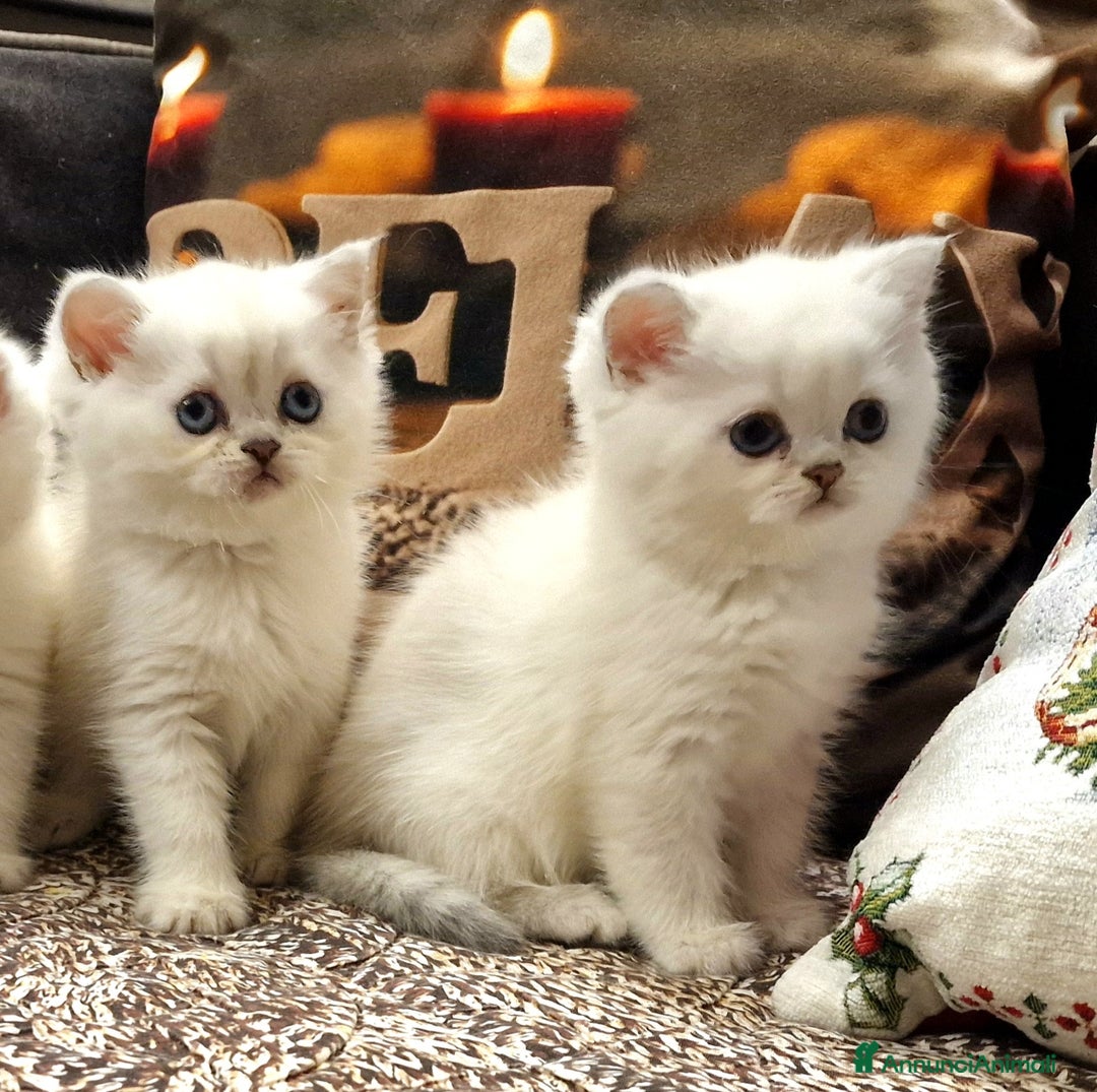 British gatti in vendita: British shorthair e longhair  a Provincia di Monza e della Brianza - Annuncio 8