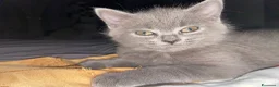 Scottish gatti in vendita: Gatti Scottish Fold e Scottish Straight - Annuncio 5