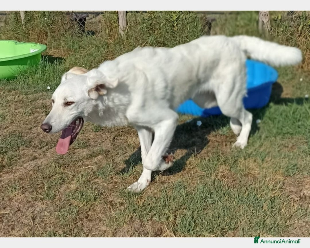 Meticcio cani in regalo: Yuri dolcissimo cane maschio derivato maremmano a Latina - Annuncio 6