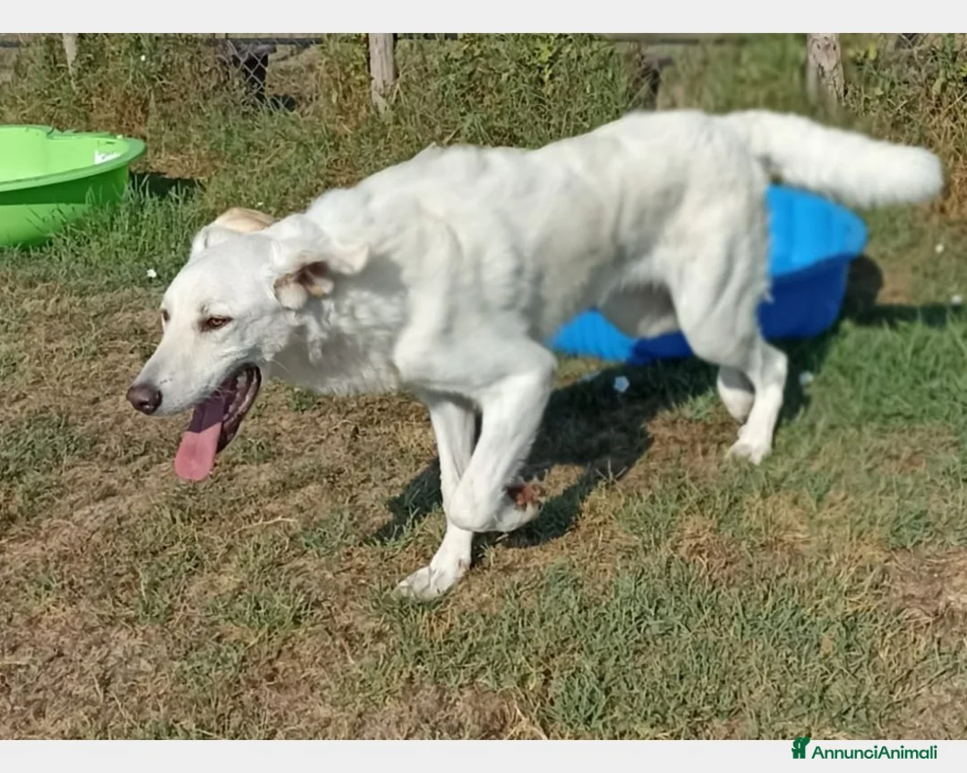 Meticcio cani in regalo: Yuri dolcissimo cane maschio derivato maremmano a Latina - Annuncio 6