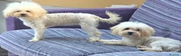 Maltipoo cani in vendita: Maltipoo - Annuncio 3