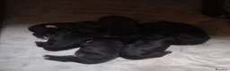 Alano cani in vendita: Cuccioli di Alano Nero  - Annuncio 3