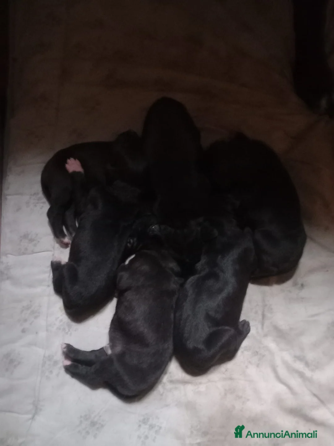 Alano cani in vendita: Cuccioli di Alano Nero  - Annuncio 3