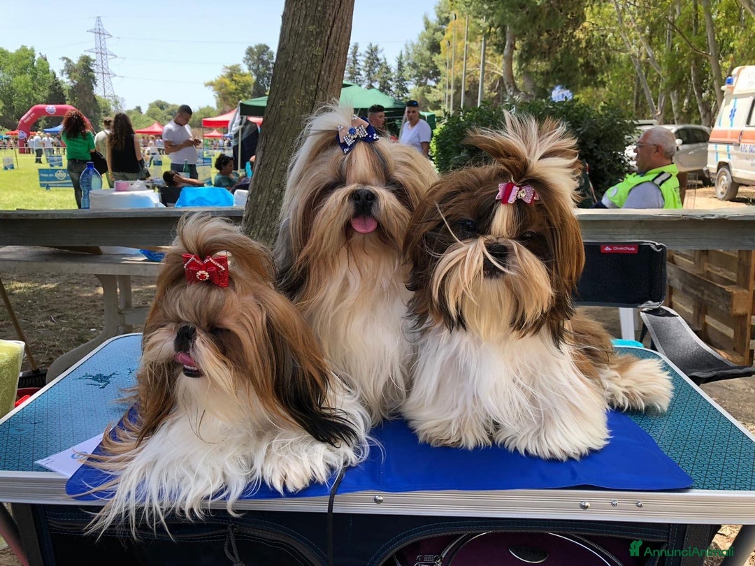 Shih Tzu cani in vendita: Shih tzu o shitzu  a Libero consorzio comunale di Siracusa - Immagine 7