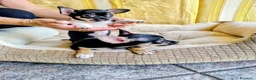 Chihuahua cani in vendita: Cuccioli chihuahua  - Annuncio 4