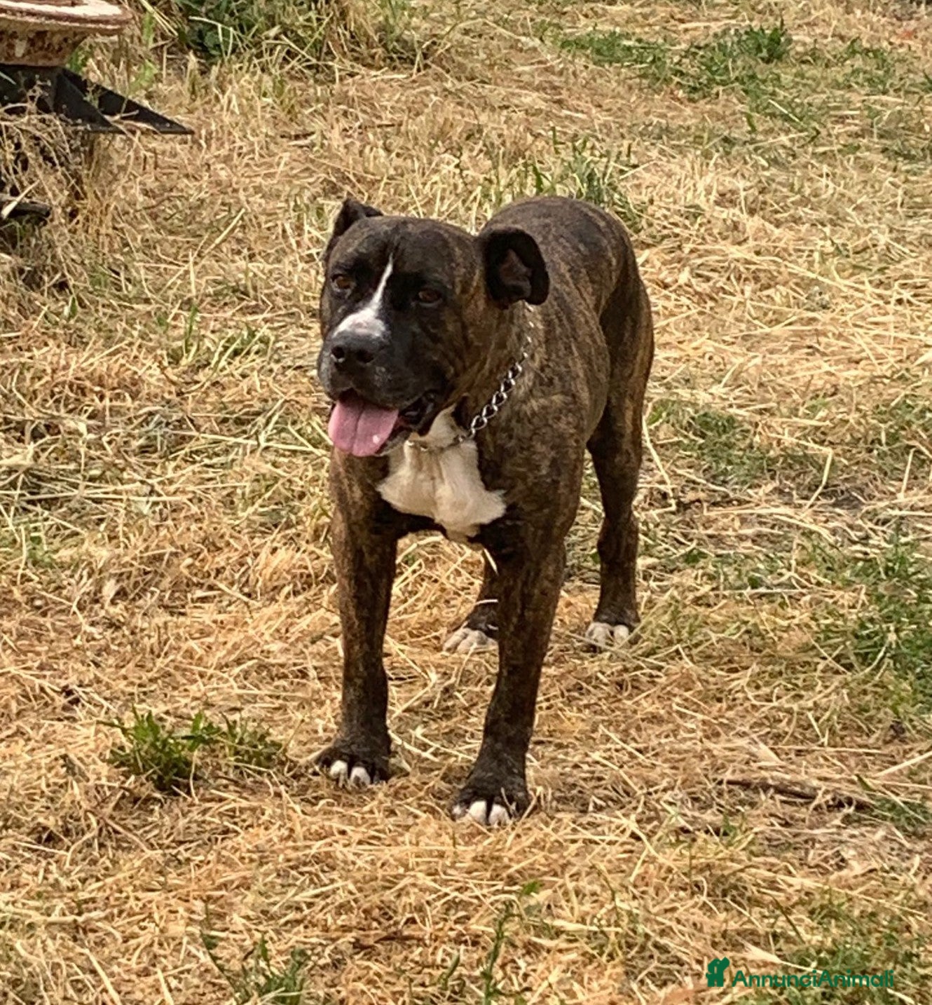 Meticcio cani Una famiglia per Ronny - Annuncio 2