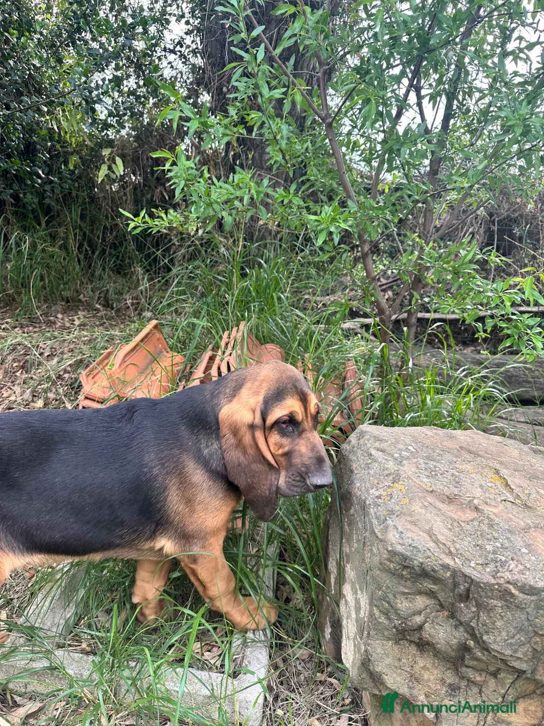 Bloodhound cani in vendita: Cucciolo maschio di bloodhound  a Città metropolitana di Roma Capitale - Annuncio 2