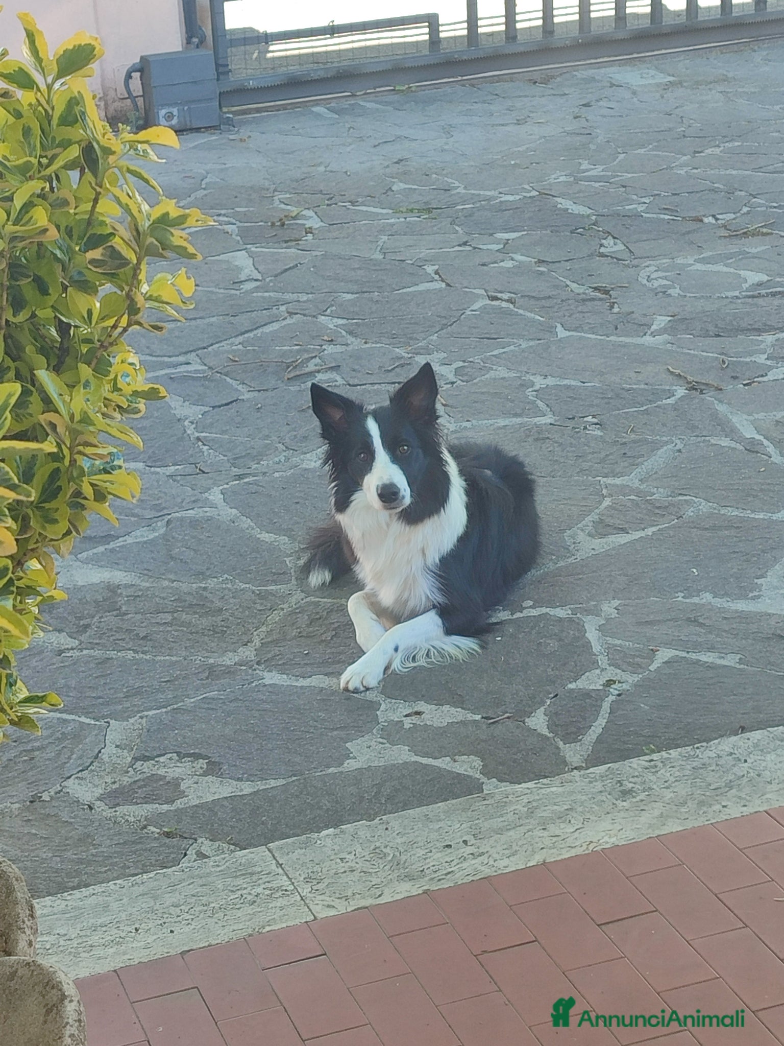 Border Collie cani in vendita: Cuccioli di Border collie  - Annuncio 1