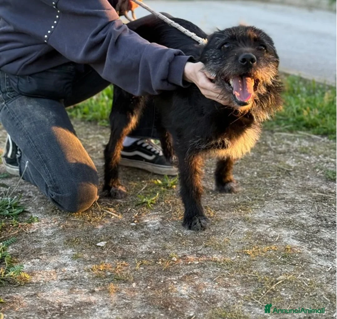 Spinone cani in regalo: Spinoncina in adozione a Città Metropolitana di Bari - Annuncio 2