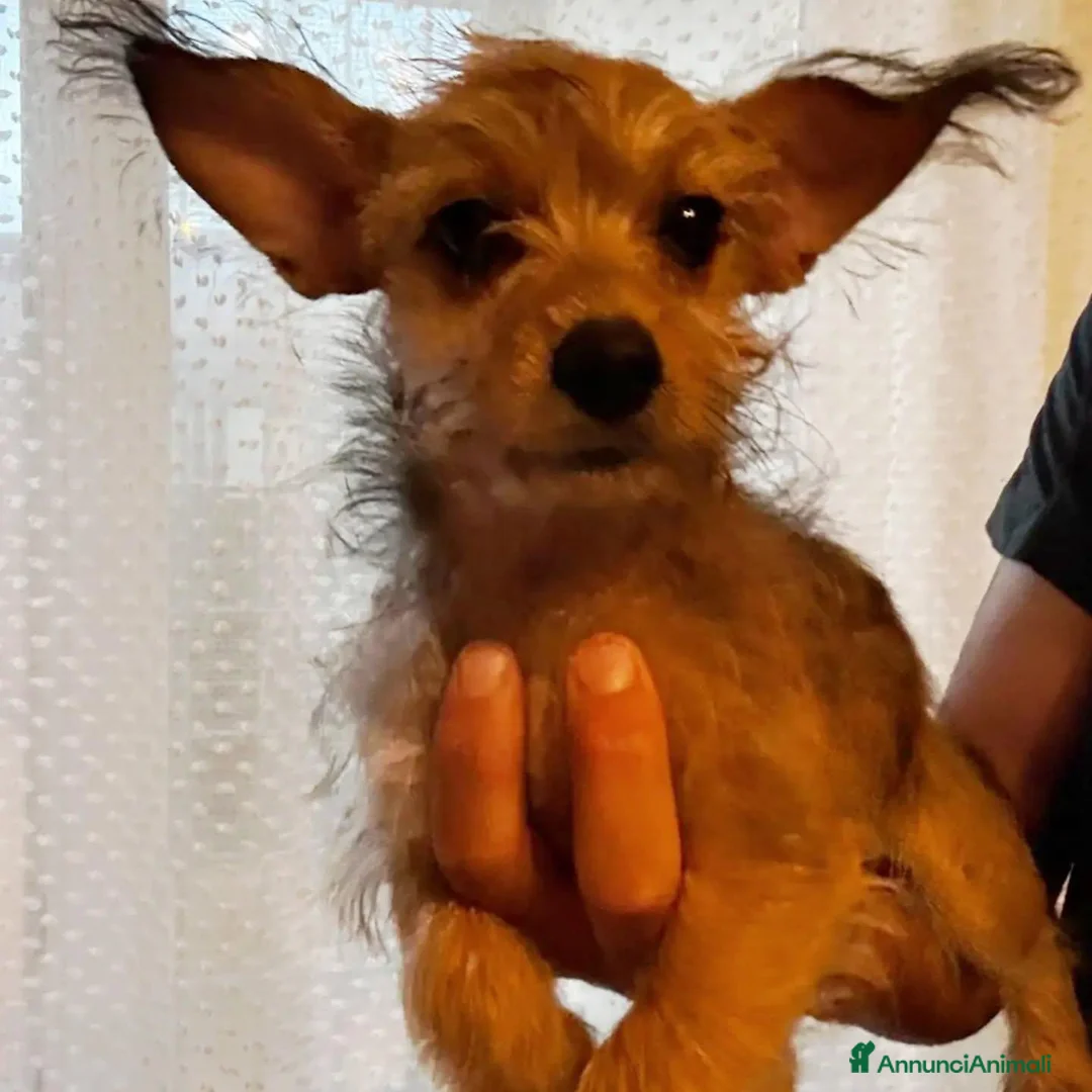 Yorkshire cani in regalo: PIMPI cucciola taglia piccola cerca adozione - Annuncio 5