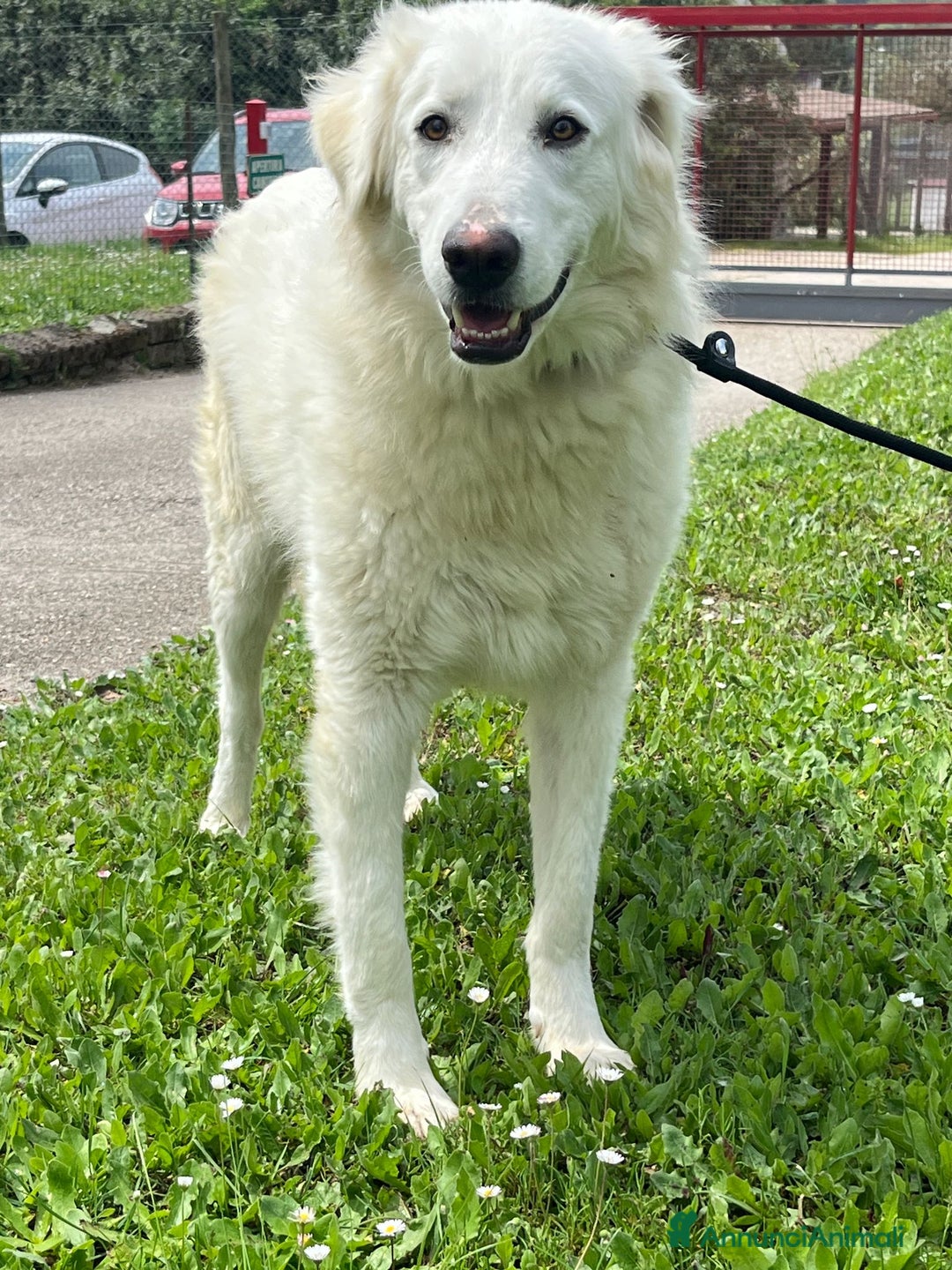 Meticcio cani in regalo: TIMOTHY SEGNI PARTICOLARI BELLISSIMO, IN ADOZIONE - Annuncio 3
