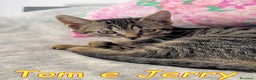 Europeo gatti in regalo: Tom e Jerry dolcissimi gattini - Annuncio 4