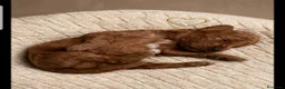 Meticcio cani in vendita: Barboncini cercano casa  - Annuncio 4