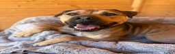 Meticcio cani in regalo: Bobby, semplicemente fantastico - Annuncio 12