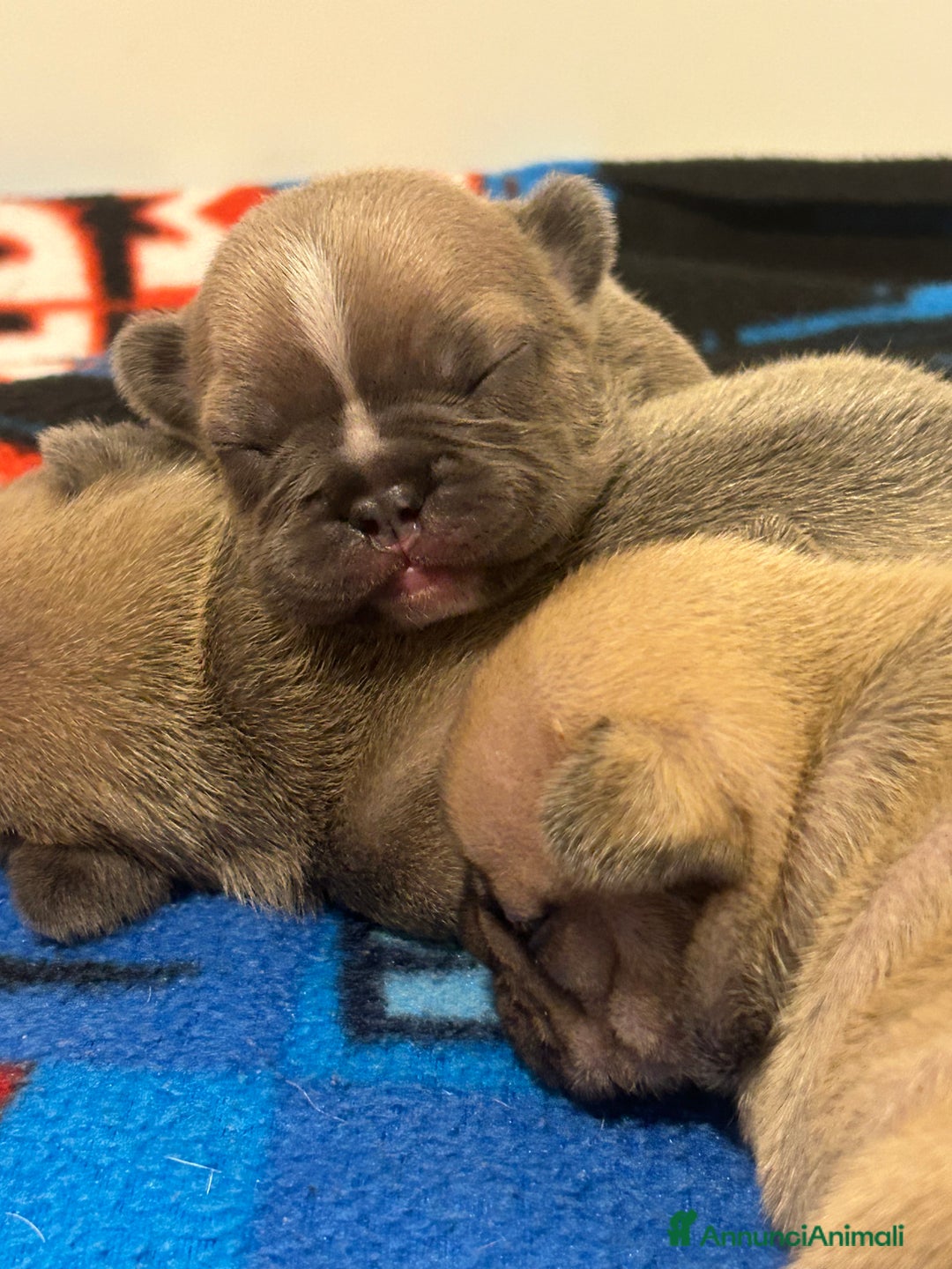 Bulldog Francese cani in vendita: Tre cuccioli bulldog maschi - Annuncio 7