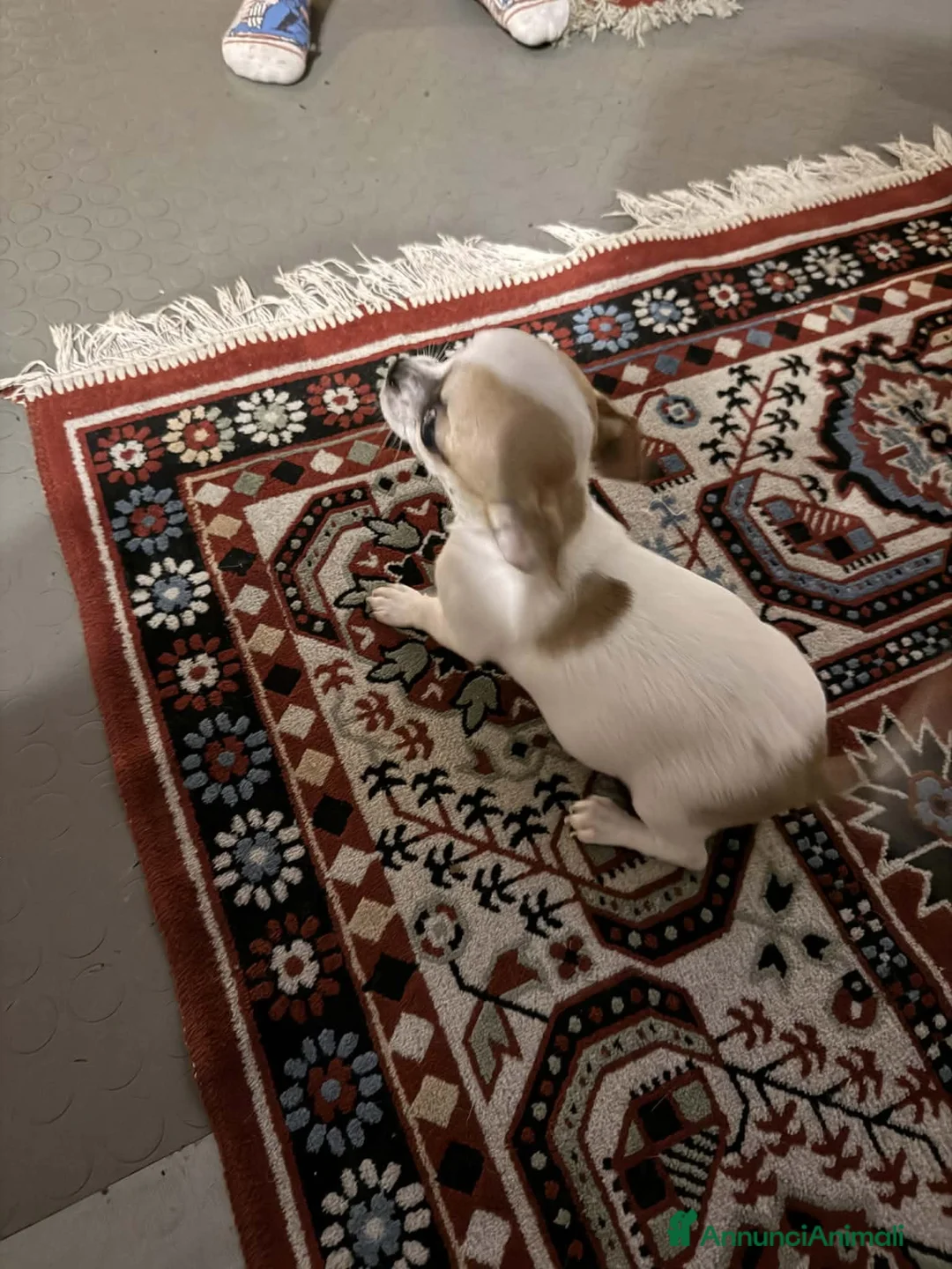 Chihuahua cani in vendita: Chihuahua  a Provincia di Rovigo - Annuncio 2