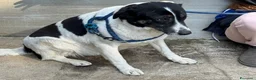 Meticcio cani in regalo: Splendida meticcia - COOKIE - Annuncio 6