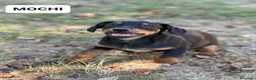 Bassotto cani in regalo: MOCHI, mix bassotto di 3 mesi! Nanetto dolcissimo - Annuncio 5
