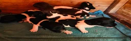 Springer Spaniel Inglese cani in vendita: Cuccioli di springer spaniel a Città Metropolitana di Torino - Annuncio 6
