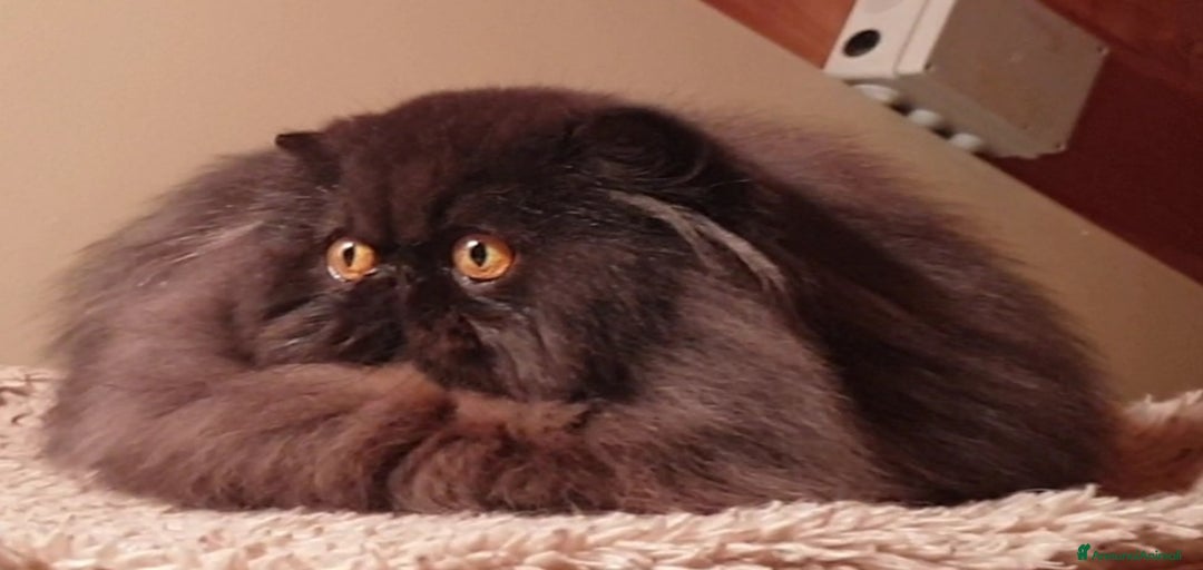 Immagine della galleria {{count}}