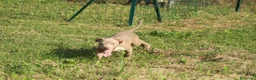 Pitbull cani in vendita: Cuccioli di Pit Bull anche a rate - Annuncio 27