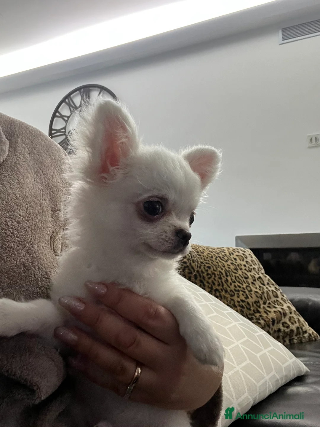 Chihuahua cani in vendita: Chihuahua con pedigree  - Annuncio 15