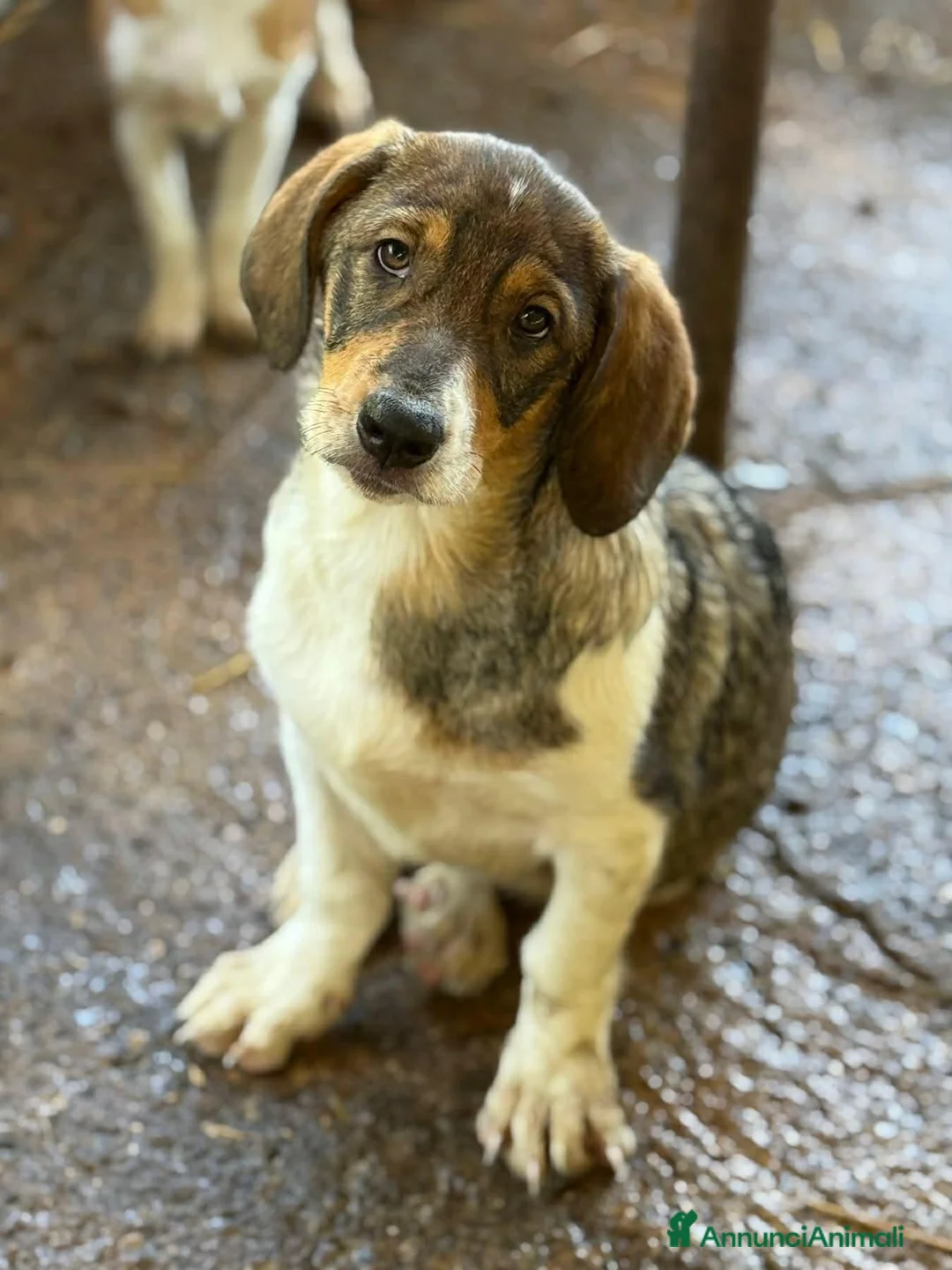 Meticcio cani in regalo: DARA, cucciola dagli occhioni dolci!  - Annuncio 1
