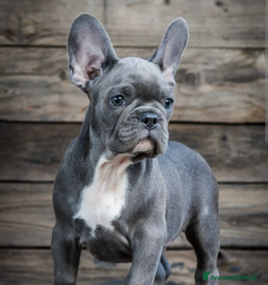 Bulldog Francese cani in vendita: Bulldog francese  - Annuncio 3