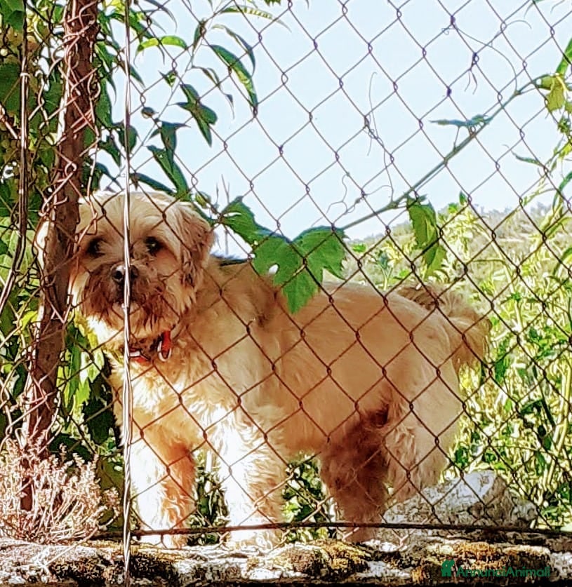 Altre razze cani Bobby, piccolo cagnolino cerca casa  a Città metropolitana di Roma Capitale - Annuncio 18