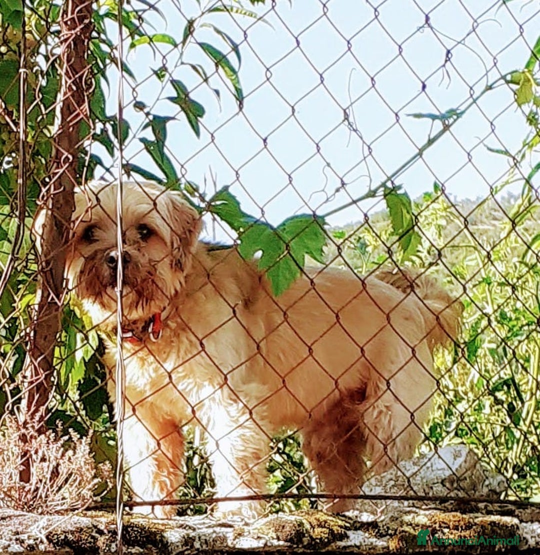 Altre razze cani in regalo: Bobby, piccolo cagnolino cerca casa  a Città metropolitana di Roma Capitale - Annuncio 1