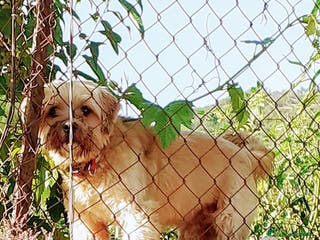 Altre razze cani Bobby, piccolo cagnolino cerca casa a Città metropolitana di Roma Capitale - Annuncio 25