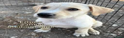 Meticcio cani in regalo: SERVONO ADOZIONI X SALVARLI  a Provincia di Modena - Annuncio 9