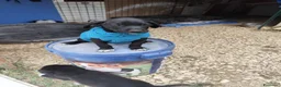 Meticcio cani in regalo: CUCCIOLI 2 mesi taglia media - Annuncio 19