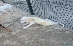 Meticcio cani in regalo:  AKI  - Immagine 21