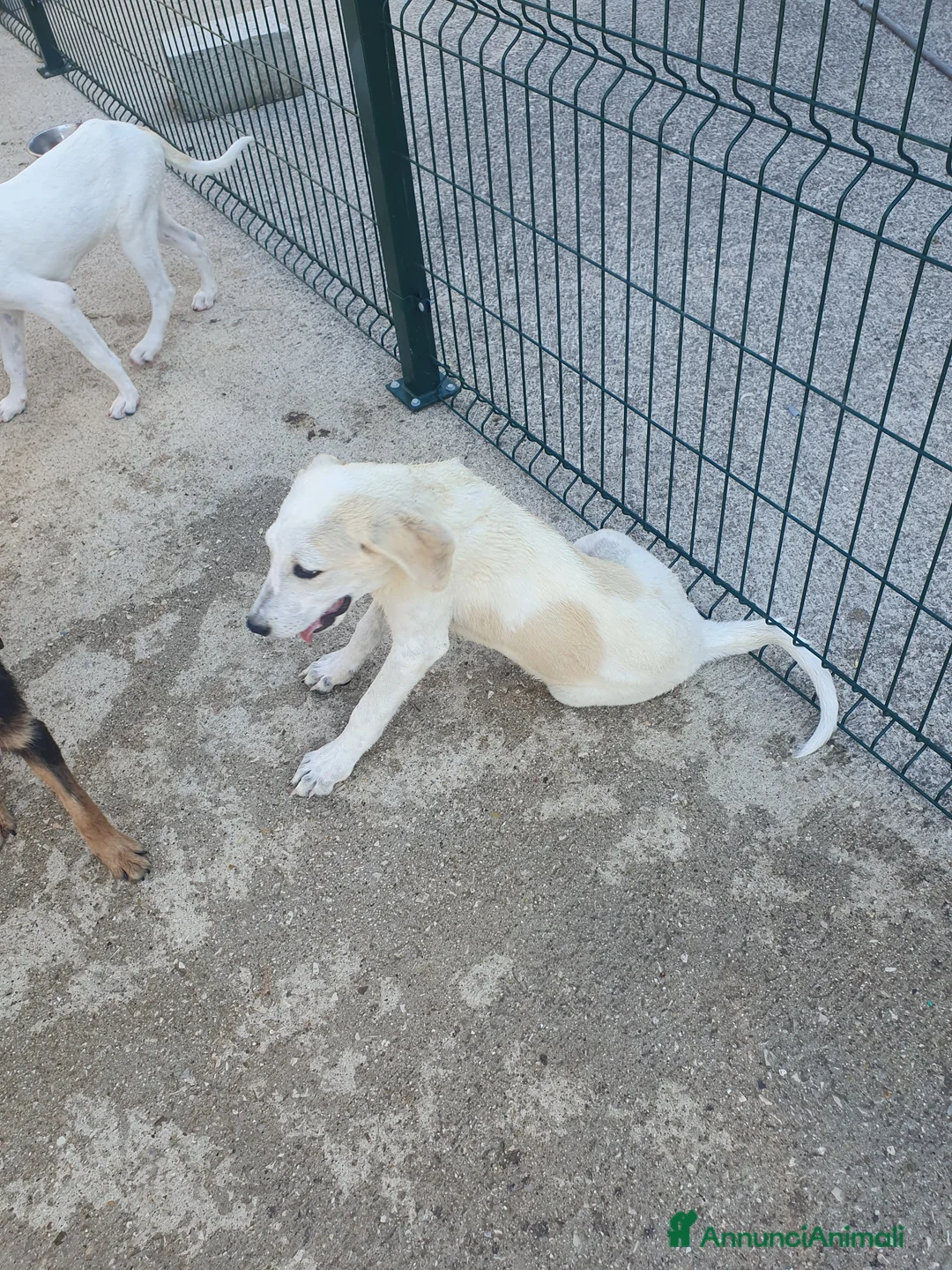 Meticcio cani in regalo:  AKI  - Annuncio 21