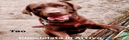 Labrador cani in vendita: Labrador cuccioli a Provincia di Bergamo - Annuncio 8