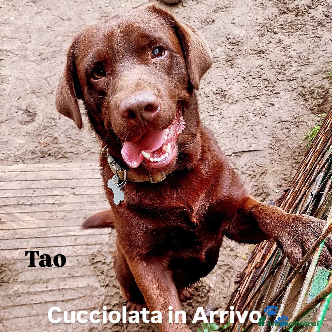 Labrador cani in vendita: Labrador cuccioli a Provincia di Bergamo - Annuncio 8
