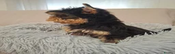 Yorkshire cani in vendita: Maschietto yorkshire terrier - Annuncio 1