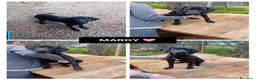 Altre razze cani in regalo: margy - Annuncio 1